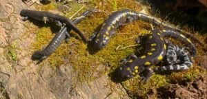 West Virginia is home to 36 species of salamanders, making it part of one of the world's most important centers of salamander diversity. (Photo: The West Virginia Herpetological Society)
