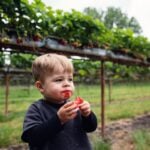 West Virginia strawberries: The state's climate and geography have long provided favorable conditions for highly perishable strawberries.