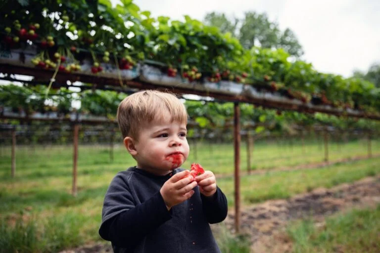 West Virginia strawberries: The state's climate and geography have long provided favorable conditions for highly perishable strawberries.