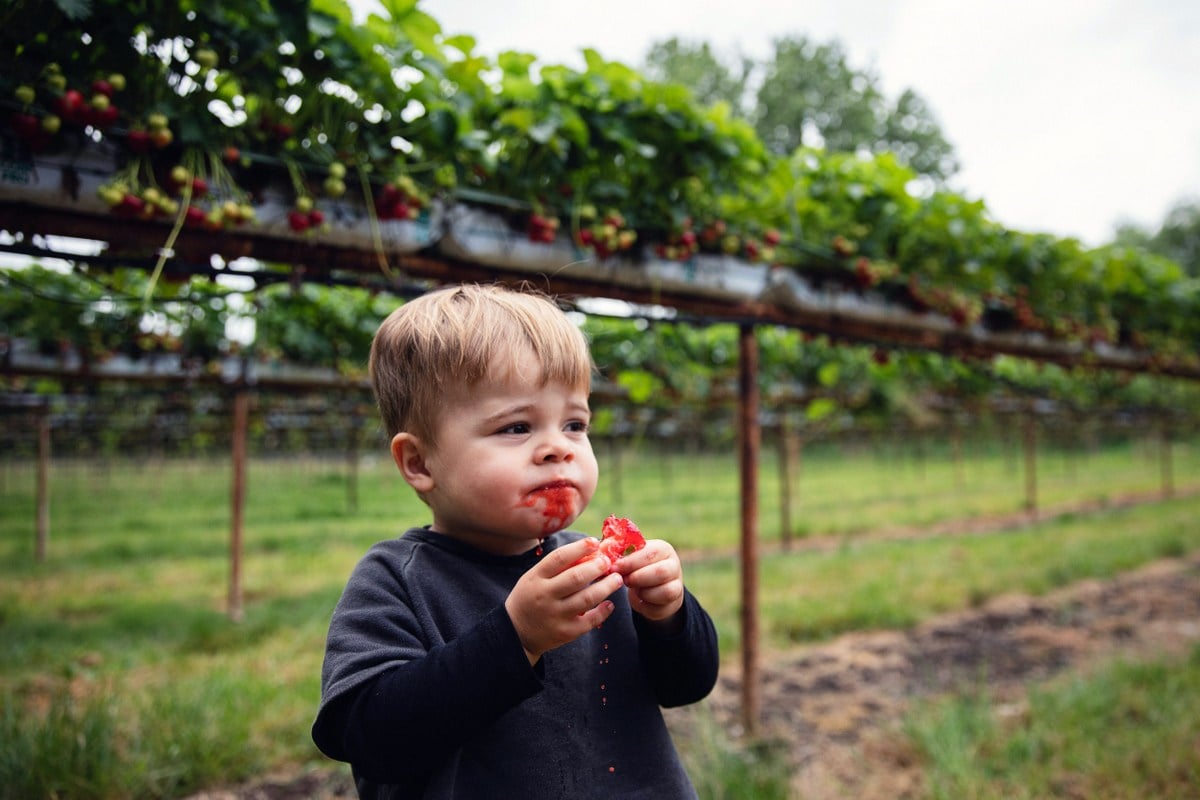 West Virginia strawberries: The state's climate and geography have long provided favorable conditions for highly perishable strawberries.