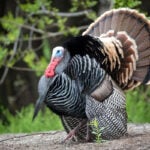 A mature wild turkey gobbler displays during the spring breeding season in West Virginia. Once scarce across much of the state, wild turkeys have made one of North America's greatest wildlife recoveries and are now found in every West Virginia county. (Photo courtesy W.Va. Division of Natural Resources)