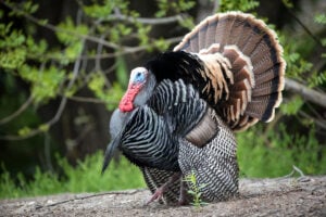 A mature wild turkey gobbler displays during the spring breeding season in West Virginia. Once scarce across much of the state, wild turkeys have made one of North America's greatest wildlife recoveries and are now found in every West Virginia county. (Photo courtesy W.Va. Division of Natural Resources)