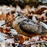 An American woodcock pauses on the forest floor during its annual migration through Appalachia. The secretive bird depends on young forests and moist woodlands that provide shelter and abundant earthworms as it travels between its northern breeding grounds and southern wintering habitat.