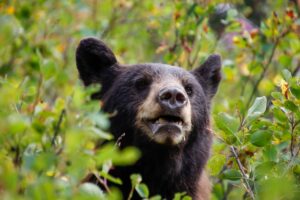 A West Virginia black bear feeds among ripening chokecherries, one of many native soft mast fruits that help sustain bears and other wildlife through midsummer. As natural foods become more abundant, bears often spend more time foraging in forests and less time searching neighborhoods for food.