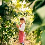 A young girl gathers ripe blackberries from a fencerow during the height of midsummer berry season, a tradition that has marked summers in rural America for generations. (Getty Image)
