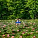 A kayaker paddles through a spectacular bloom of pink water lilies at Plum Orchard Lake Wildlife Management Area near Pax, one of southern West Virginia's most peaceful paddling destinations. The 202-acre lake is known for its quiet coves, excellent fishing and abundant wildlife.