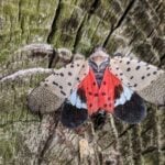 The spotted lanternfly (Lycorma deliculata) is an invasive species native to Asia. It showed up in Pennsylvania in 2014. Above, a spotted lanternfly visits a log in Middle Creek Wildlife Management Area in Lancaster County, Pa., on Oct. 5, 2018. (Photo by Caitlyn Johnstone/Chesapeake Bay Program)