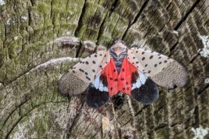 The spotted lanternfly (Lycorma deliculata) is an invasive species native to Asia. It showed up in Pennsylvania in 2014. Above, a spotted lanternfly visits a log in Middle Creek Wildlife Management Area in Lancaster County, Pa., on Oct. 5, 2018. (Photo by Caitlyn Johnstone/Chesapeake Bay Program)