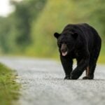 A black bear crosses a rural West Virginia road. While bears now occupy every county in the state, wildlife officials say the recent surge in social media sightings is also driven by the widespread use of smartphones and home security cameras.