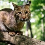 A bobcat watches visitors from its woodland habitat at the West Virginia Wildlife Center near French Creek. The facility, home to native wildlife species from across the Mountain State, will host its 10th annual Rendezvous Celebration on July 31 and Aug. 1, combining living-history demonstrations with opportunities to experience West Virginia's natural heritage.