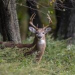 A white-tailed doe pauses in a West Virginia forest. The state's controlled antlerless lottery hunts are designed to manage deer populations while protecting forests and wildlife habitat.