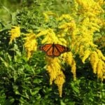 August wildflowers in West Virginia: A butterfly feeds on blooming goldenrod during peak wildflower season in West Virginia. Goldenrod is among the state's most abundant late-summer native wildflowers, providing an important source of nectar for butterflies, bees, and other pollinators as autumn approaches. (Photo courtesy Michael Barrick)