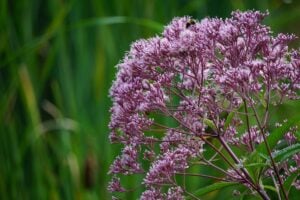 August Wildflowers in West Virginia: A bee gathers nectar from blooming Joe-Pye weed, one of West Virginia's signature late-summer wildflowers. The towering native plant is a favorite of bees, butterflies, and other pollinators that depend on its abundant nectar during August.