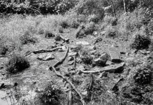 Deer trails radiate from the natural salt spring near the Mercer Saltworks site along Lick Creek. Historian William Sanders described the tracks and trails converging on the spring “like spokes on a wheel,” where deer were drawn to the salty earth. (William Sanders, New River Heritage, 1992)