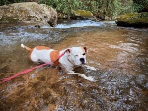 Jemma Jolene cools off in a rocky stream at Coopers Rock State Forest. The photograph won the pets-in-parks category. (Photo by Stasha Ray)