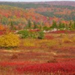 Fall color spreads across the high country at Dolly Sods in West Virginia's Allegheny Mountains, where autumn typically arrives weeks before it reaches the state's lower valleys. (Photo: ForestWander/CC BY-SA 3.0)