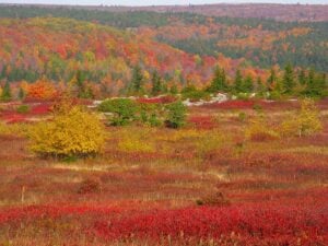 Fall color spreads across the high country at Dolly Sods in West Virginia's Allegheny Mountains, where autumn typically arrives weeks before it reaches the state's lower valleys. (Photo: ForestWander/CC BY-SA 3.0)