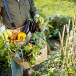Fresh vegetables are harvested at a West Virginia farm. Locally grown produce from farms across the Mountain State will headline the 2026 West Virginia State Parks Farm-to-Table Dinner Series, where park chefs create seasonal menus showcasing regional ingredients. (Getty Image)
