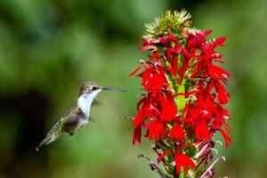 A ruby-throated hummingbird approaches a brilliant red cardinal flower beside a West Virginia stream. Blooming in late summer, cardinal flowers depend heavily on hummingbirds for pollination and are among the state's most striking native wildflowers. (Photo courtesy Joshua J. Cotten)