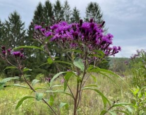 Deep purple ironweed blooms in the Monongahela National Forest during August. One of West Virginia's signature late-summer wildflowers, ironweed brightens mountain meadows and roadsides while providing nectar for butterflies, bees, and other native pollinators. (Photo courtesy USDA Forest Service)