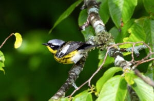 A magnolia warbler perches among the foliage at Watoga State Park in Pocahontas County. The photograph won the wildlife category. (Photo by Leslie Carpenter)