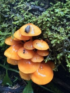 range mushrooms emerge from a moss-covered forest floor at Holly River State Park in Webster County. The photograph won the plants category. (Photo by Jessica Poling)