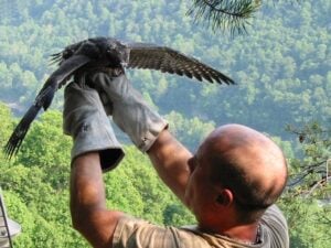 West Virginia Division of Natural Resources biologist Jack Wallace holds a young peregrine falcon chick ready for flight during the New River Gorge restoration program. (Courtesy National Park Service)