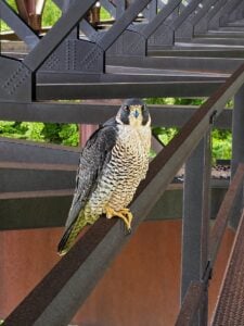 A peregrine falcon perches on the steel structure beneath the New River Gorge Bridge, where two unbanded birds have recently been confirmed. (Photo by Sara Prior)