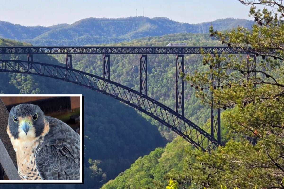 Two unbanded peregrine falcons confirmed at New River Gorge Bridge
