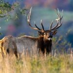 A bull elk stands in the southern West Virginia coalfields, where the state's restored elk population is beginning to roam farther from its established range. (Photo: W.Va. Dept. of Commerce)