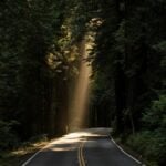 Sunlight filters through a forest canopy. WVU researchers are using artificial intelligence to help scientists understand how forests respond to environmental change in near real time. Photo by John Towner