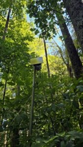 A bat monitoring device rises above the forest along McKendree Road in the New River Gorge National Park and Preserve, where researchers are collecting data to better understand how bats use the park landscape. (West Virginia Explorer Photo)