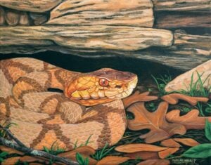 A copperhead rests among rocks and fallen leaves in the October painting featured in the 2027 West Virginia Wildlife Calendar. The artwork is by Misty Murray-Walkup. (WVDNR image)
