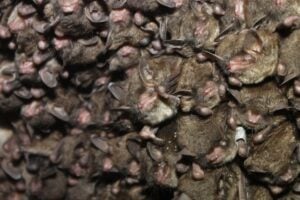 Caption: Endangered Indiana bats cluster together during hibernation. The species is among the imperiled bats researchers are studying in the New River Gorge, where abandoned mine workings provide underground habitat. (Andrew King/USFWS photo)
