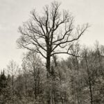 The Mingo Oak towers above the surrounding forest in Mingo County shortly before it was felled in September 1938. More than 2,000 people gathered to watch lumbermen bring down the centuries-old white oak after it had died.