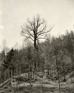 The Mingo Oak towers above the surrounding forest near Holden in southern West Virginia. The broader view shows the extraordinary scale of the giant white oak compared with the younger trees around it. (West Virginia & Regional History Center)