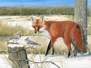 A red fox encounters two tufted titmice in the January painting featured in the 2027 West Virginia Wildlife Calendar. The artwork is by Ed Frantz. (WVDNR image)