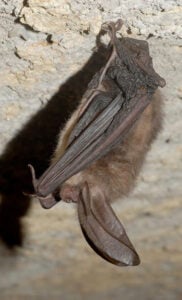 The bats use caves and abandoned mine workings for roosting and hibernation. (Craig Stihler/WVDNR photo)