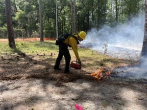 A low-intensity prescribed fire burns accumulated leaves and vegetation on a forest floor. Such controlled burns can reduce hazardous fuels, encourage native plant growth, and improve wildlife habitat. (USDA Forest Service photo)