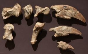 The Megalonyx hand bones described by Thomas Jefferson and Caspar Wistar in 1799 are preserved at the Academy of Natural Sciences of Drexel University in Philadelphia. The fossils were discovered in what is now West Virginia and sent to Jefferson in 1796. Courtesy American Philosophical Society/Academy of Natural Sciences of Drexel University.