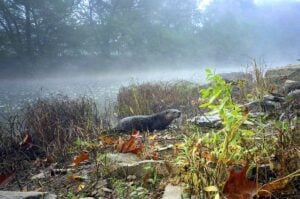 A collaborative WVU study is helping state wildlife officials better understand river otter populations, survival rates, and movements across West Virginia. 