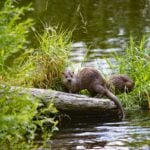 A river otter pauses along a grassy riverbank log before slipping back into the water. A new collaborative study by WVU and WVDNR used high-tech GPS trackers to reveal that West Virginia otters can log up to 30 miles in a single night.