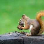 A gray squirrel feeds on an acorn. Production of acorns and other forest foods known as mast can influence the movements of deer, squirrels, bears and other wildlife in West Virginia.
