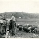 C. W. Scott and a young boy feed hogs from a wagon in Petersburg, West Virginia. Raising hogs provided mountain families with an important source of meat, traditionally butchered during the cold months of late autumn and early winter. (Courtesy West Virginia & Regional History Center, WVU Libraries)