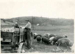 C. W. Scott and a young boy feed hogs from a wagon in Petersburg, West Virginia. Raising hogs provided mountain families with an important source of meat, traditionally butchered during the cold months of late autumn and early winter. (Courtesy West Virginia & Regional History Center, WVU Libraries)