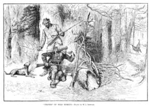Hunters use traditional calling techniques to attract wild turkeys in an engraving by W. L. Sheppard. Turkey calling has been part of American hunting traditions for generations.