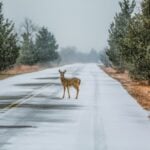 A white-tailed deer stands in the middle of a snow-covered rural road in November, surrounded by trees as light snow falls.