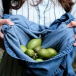 A person holds several green pawpaws gathered in a blue denim shirt outdoors.