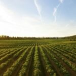Long rows of cultivated crops stretch toward a distant tree line beneath a broad evening sky.