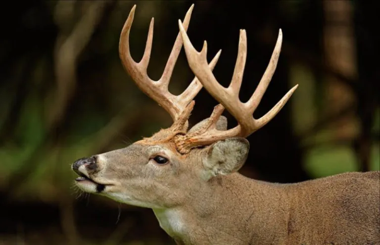 White-tailed Buck